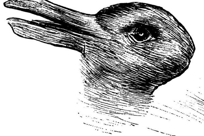 ___4692204___https:______static.pulse.com.gh___webservice___escenic___binary___4692204___2016___2___16___11___duck+or+rabbit