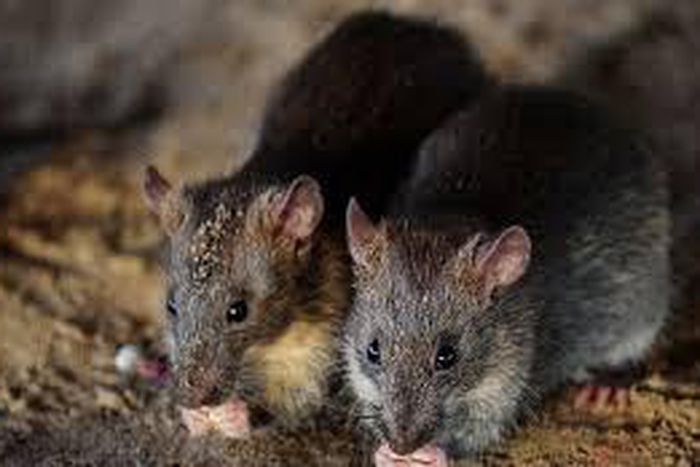 ___4662340___https:______static.pulse.com.gh___webservice___escenic___binary___4662340___2016___2___8___16___rats+in+rome