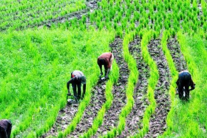 Farmers on the field