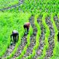 Farmers on the field