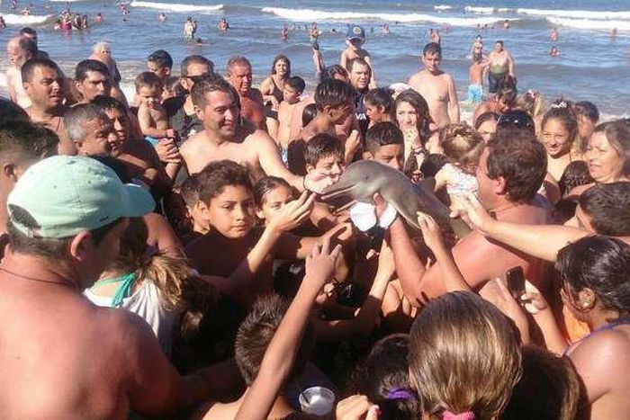 ___4706725___https:______static.pulse.com.gh___webservice___escenic___binary___4706725___2016___2___19___14___dolphin+dies+in+Argentina