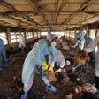 Health officials evacuate dead chickens infected with bird flu