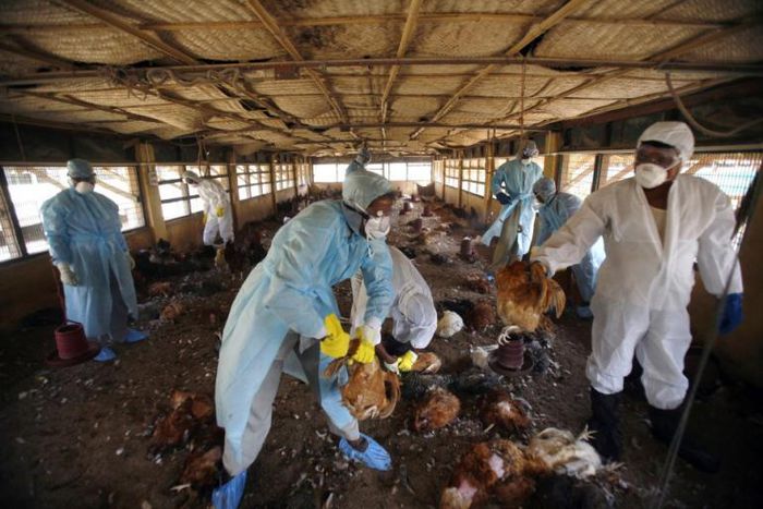 Health officials evacuate dead chickens infected with bird flu
