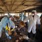 Health officials evacuate dead chickens infected with bird flu
