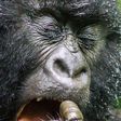 See disgusting picture of a gorilla eating dirt he found inside his nose