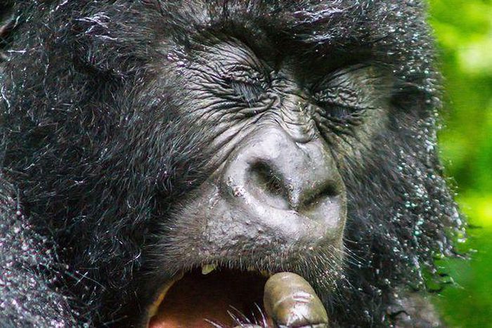 See disgusting picture of a gorilla eating dirt he found inside his nose