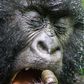 See disgusting picture of a gorilla eating dirt he found inside his nose