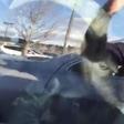 Goat found chilling in driver's seat of a car