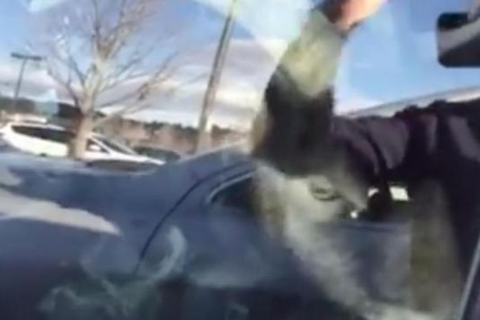 Goat found chilling in driver's seat of a car