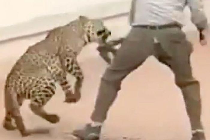 Leopard injures 4 people after wandering into school