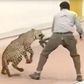 Leopard injures 4 people after wandering into school