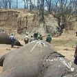 Zimbabwe arrests editor, reporters over elephant poaching story