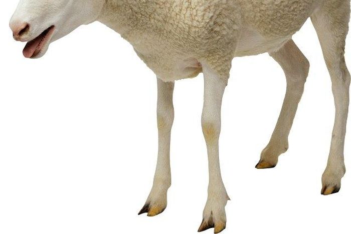 A sheep was sexually abused in Kenya