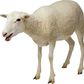 Sex with sheep