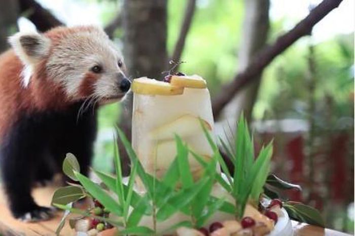 Zoo celebrates panda's Sweet 16 by making him a special cake