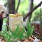 Zoo celebrates panda's Sweet 16 by making him a special cake