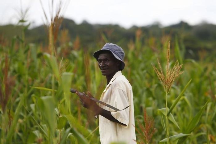 A farmer walks through his field of maize close to the town of Chikuni in the south of Zambia February 21, 2015. REUTERS/Darrin Zammit Lupi