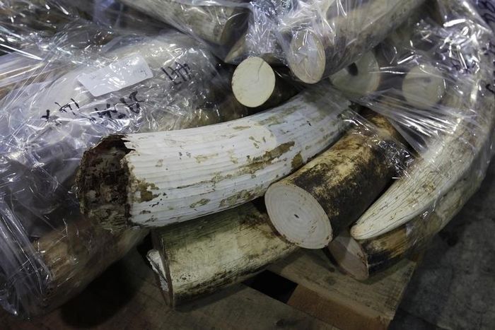 More than 500 pieces of ivory tusks are displayed after being seized by the Customs and Excise Department in Hong Kong November 16, 2012. REUTERS/Bobby Yip