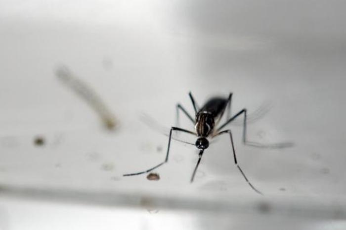 WHO concerned by report of sexual transmission of Zika