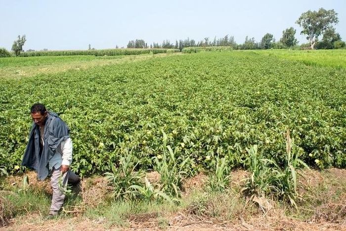 Cotton farmer Am Tayeb walks through a field of extra long staple "Giza 88" cotton in Shubra Kheit in El Beheira Governorate, north of Cairo, Egypt, July 29, 2015. REUTERS/Shadi Bushra