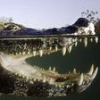 Crocodile tears off woman's arm as she walked her dogs
