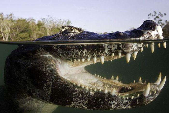 Crocodile tears off woman's arm as she walked her dogs