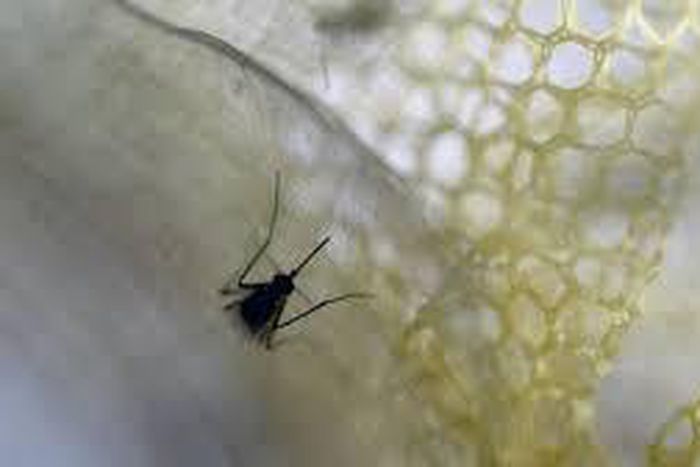 Slovakia confirms first case of Zika virus in country -minister