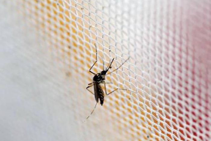 Mosquito repellant sales boom in Brazil amid Zika scare