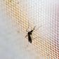 Mosquito repellant sales boom in Brazil amid Zika scare