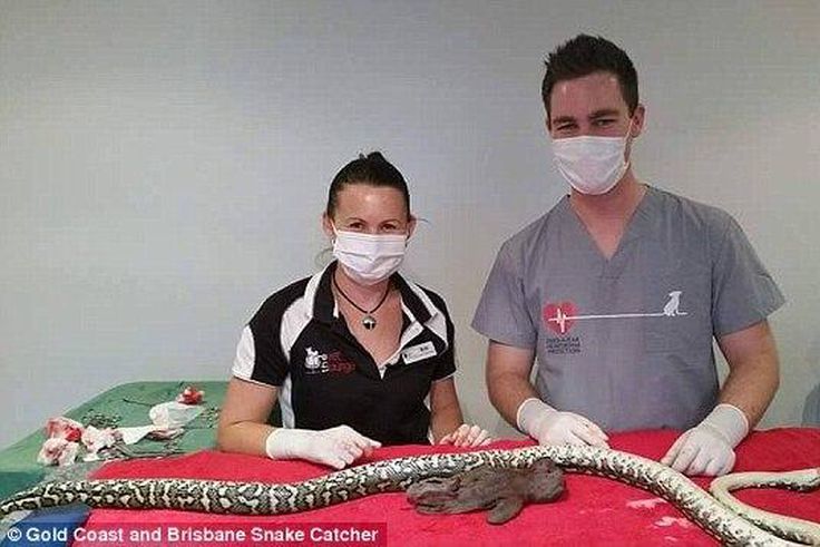 Emergency surgery performed on dangerous python after it swallowed 'Teddy Bear'