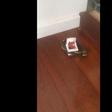 Man set trap for Rats, catches big snake instead