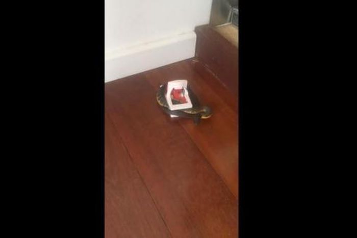 Man set trap for Rats, catches big snake instead