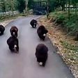 Pictures of bears chasing food delivery truck goes viral