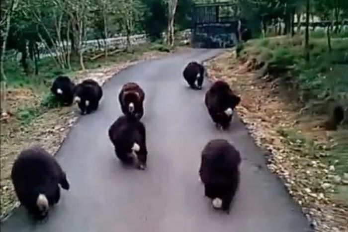 Pictures of bears chasing food delivery truck goes viral