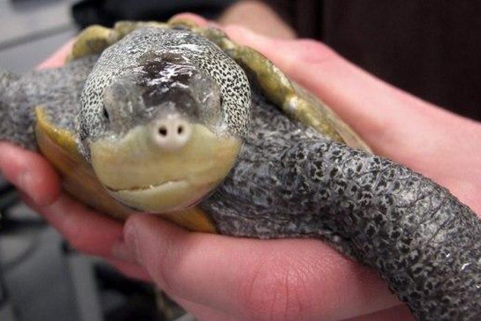 Man arrested and fined for smuggling turtles in his pants