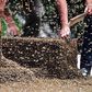 Six people attacked and wounded by aggressive bee swarm