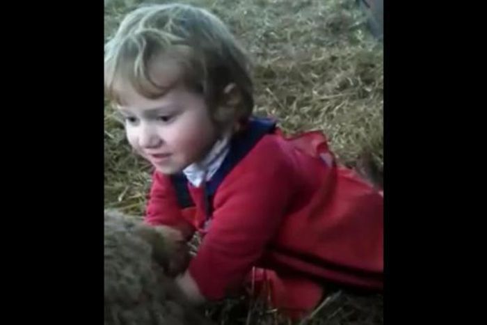 3-yr-old girl goes viral after she helped deliver baby lamb