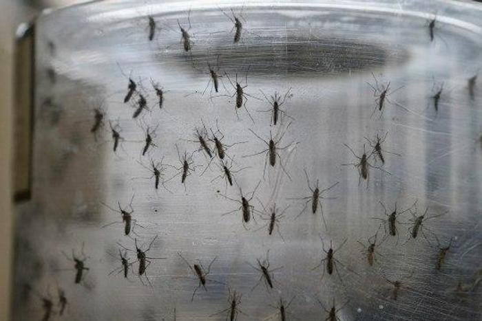 U.N. rights boss urges abortion right upheld in Zika outbreak