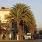 A general view shows palm trees along the main street of Eritrea's capital Asmara, February 20, 2016 REUTERS/Thomas Mukoya