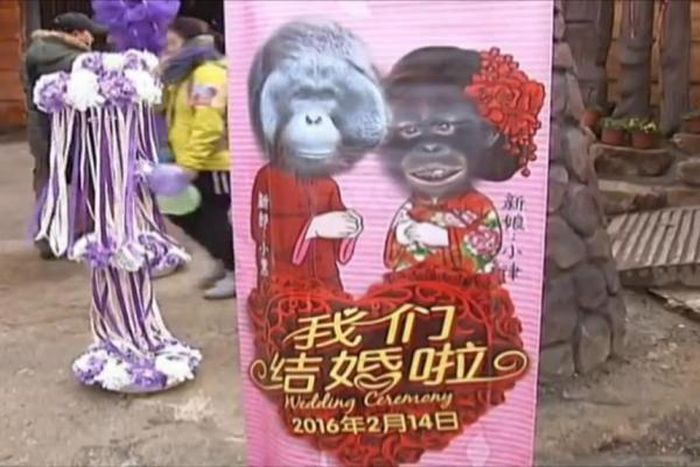 Zoo organizes wedding ceremony for orangutans on Valentine's day