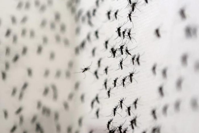 Tropical Tonga declares Zika outbreak after five cases confirmed