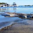 Australia weird sea animal