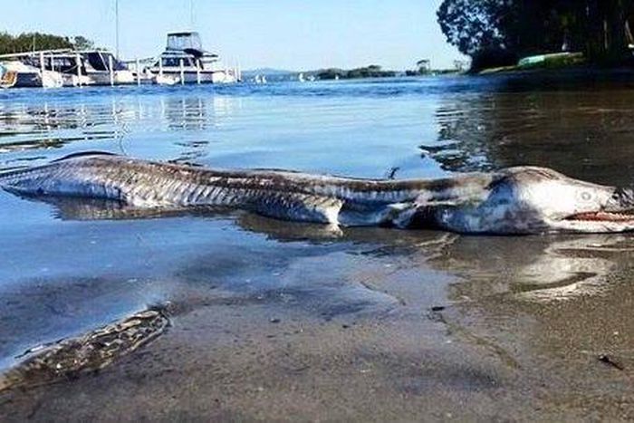 Australia weird sea animal