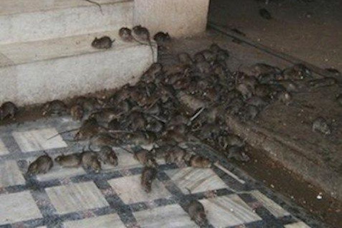 Kwara has not recorded any case of Lassa fever- Commissioner