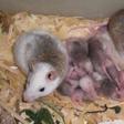 Health officers comb Lagos markets for Lassa fever