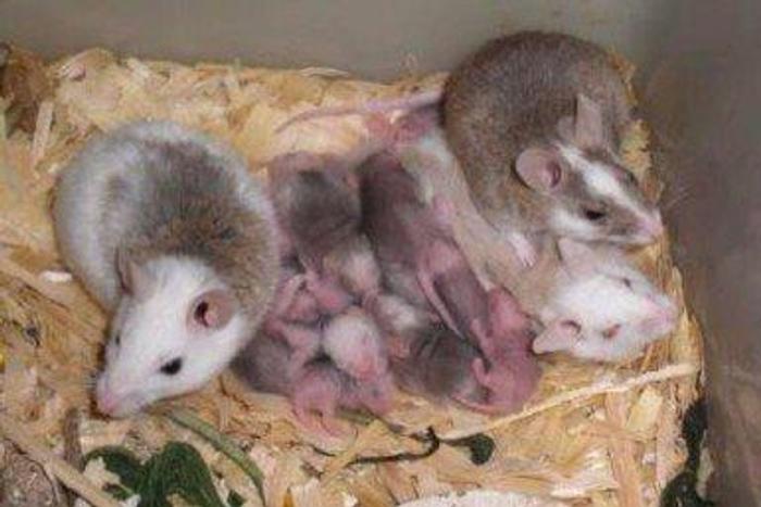 Health officers comb Lagos markets for Lassa fever
