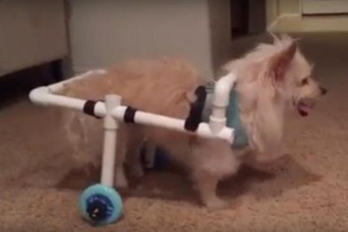 22-yr-old Man goes viral after building wheelchair for girlfriend's dog