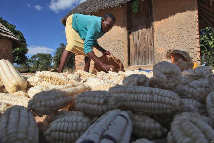 U.N. food agency says 14 mln face hunger in southern Africa