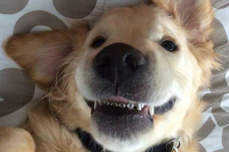 Picture of dog with 'braces' goes viral