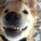 Picture of dog with 'braces' goes viral